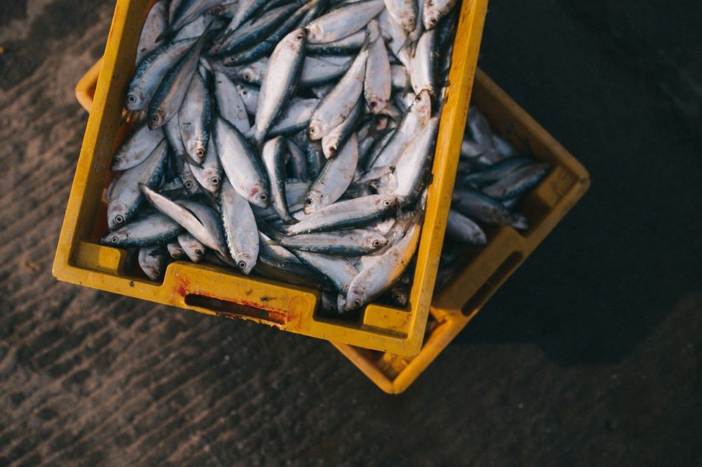 魚_脂肪酸_栄養